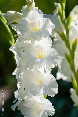 White Gladiolus flower in garden. Representation to Splendid Beauty and promise