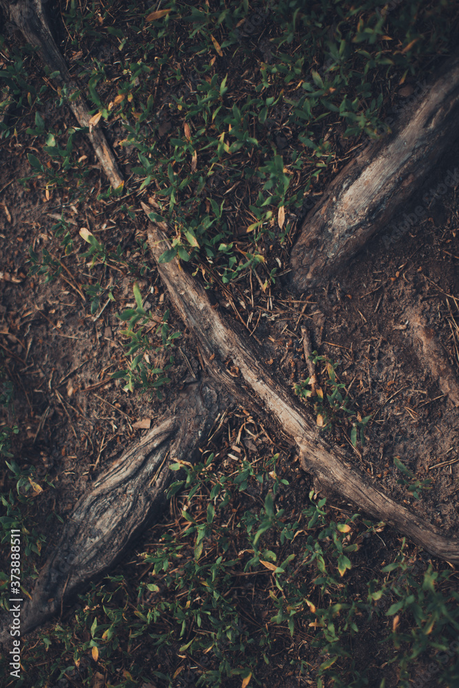 magic forest, roots and branches,abstract natural background magic forest, roots and branches,abstract natural background
