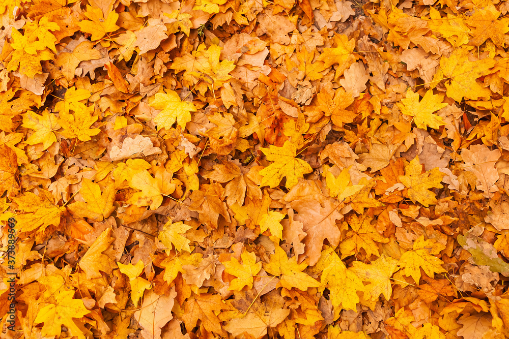 Background of Autumn leaves on the ground Background of Autumn leaves on the ground