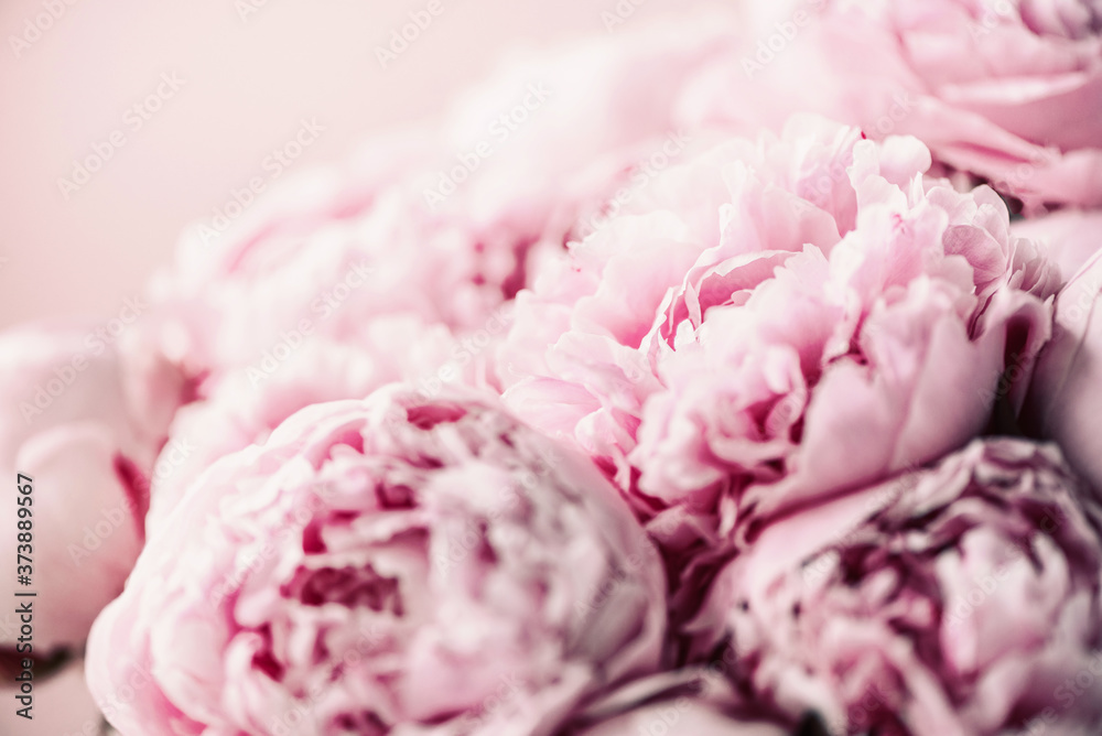Fototapeta Różowa piwonia kwiat na pastelowym tle. Skopiuj miejsce. Kompozycja kwiatowa. Bukiet ślubny, urodzinowy, rocznicowy. Dzień Kobiet, Dzień Matki. Makro kwiatów piwonii