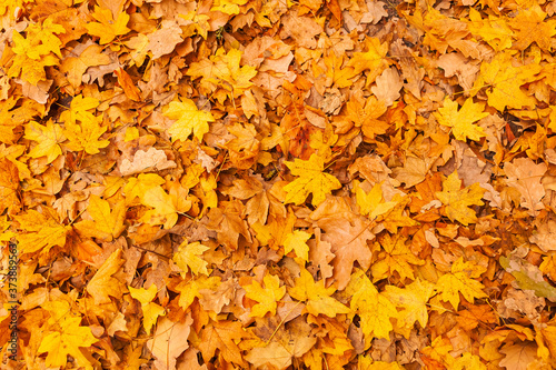 Background of Autumn leaves on the ground