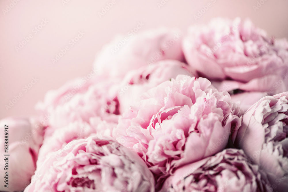 Fototapeta Pink peony flower on pastel background. Copy space. Floral composition. Wedding, birthday, anniversary bouquet. Woman day, Mother's day. Macro of peonies flowers