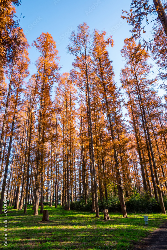 Fototapeta premium 秋の水元公園