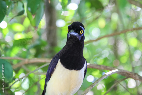 Gralha de crista - Crow photo