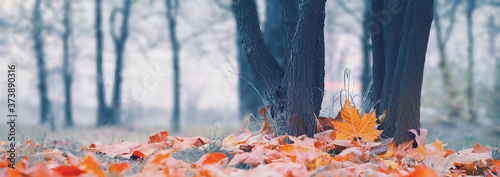 Panorama of a beautiful, natural, autumn background. Fallen yellow leaves and trees in a blue fog. Tinted photo. Selective and soft focus.
