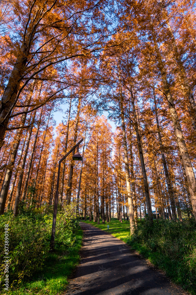 Obraz premium 秋の水元公園