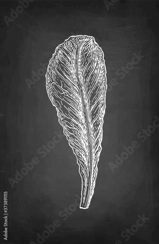 Chalk sketch of lettuce.