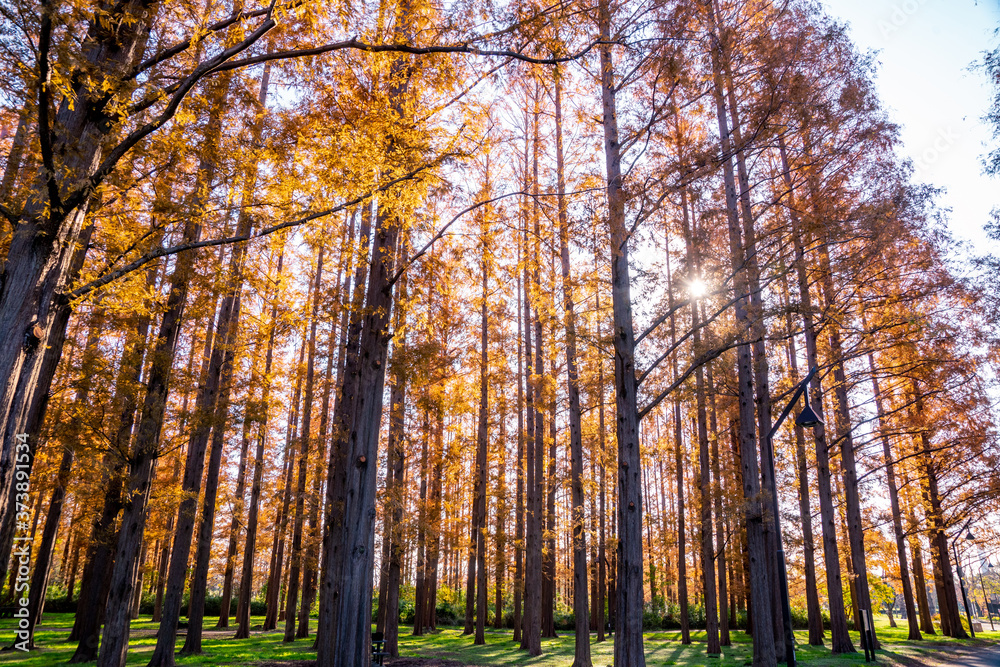Fototapeta premium 秋の水元公園