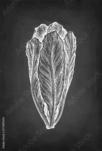 Chalk sketch of lettuce.