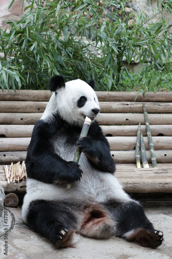 Fototapeta premium Sweet Panda is Holding Bamboo Shoot, Thailand