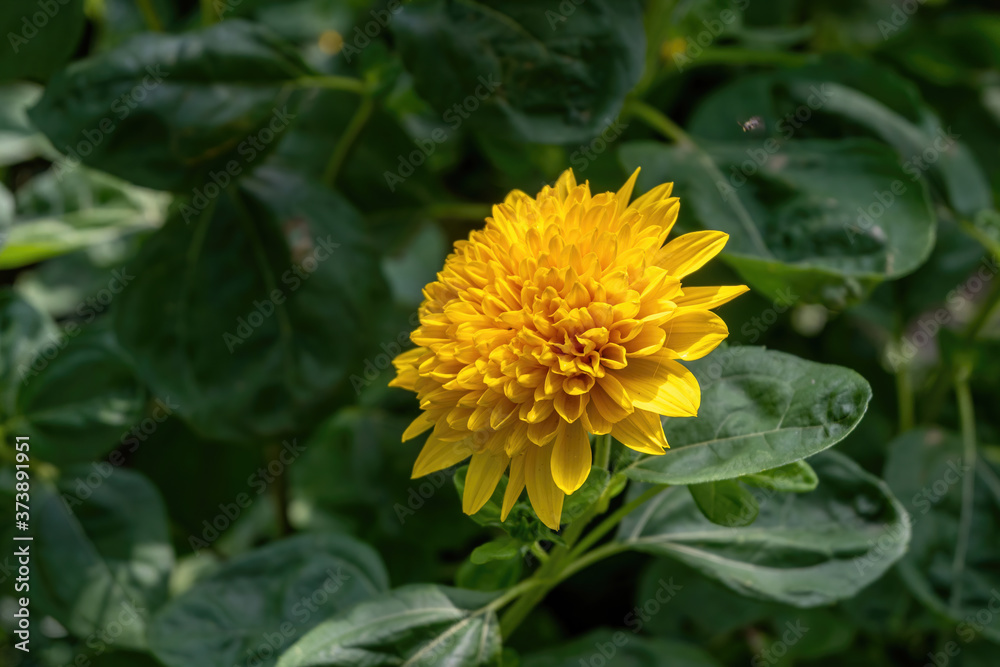 Bright  calendula marigold flower blooming in the spring sunlight