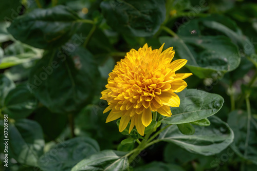 Bright  calendula marigold flower blooming in the spring sunlight