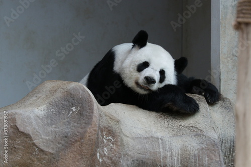 Sleeping Giant Panda