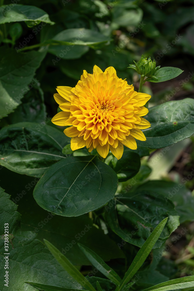 Bright calendula marigold flower blooming in the spring sunlight Bright calendula marigold flower blooming in the spring sunlight