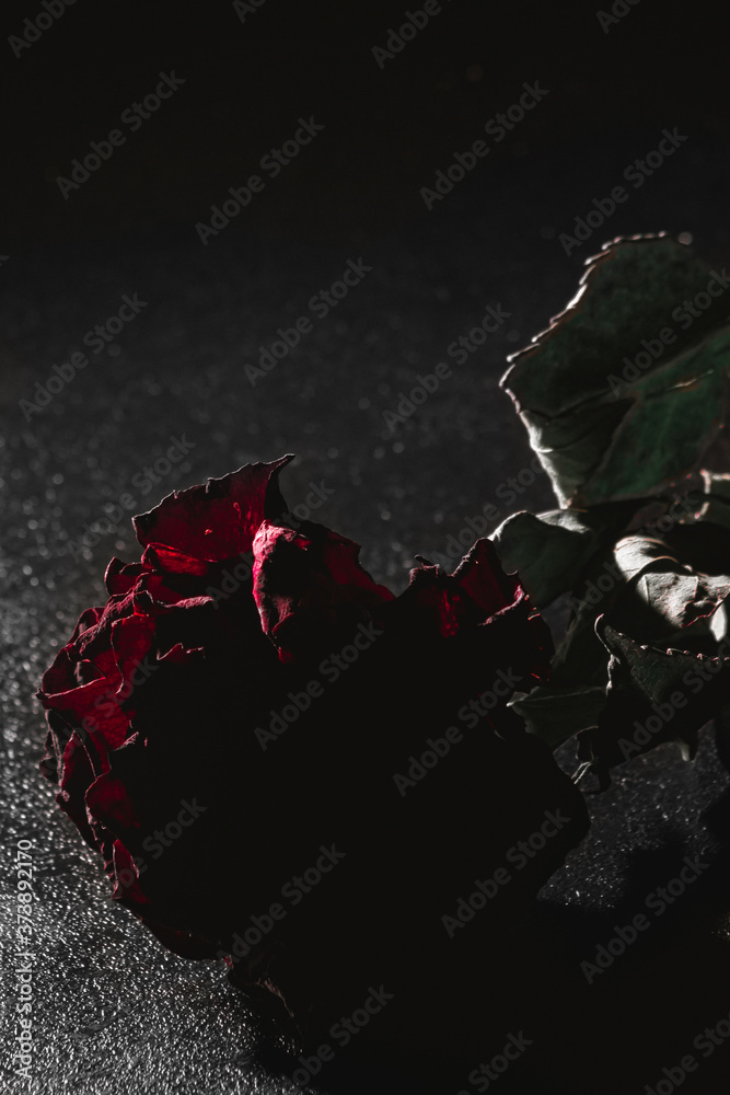 dried rose red high contrast in a dark key on a black background. vertical orientation dried rose red high contrast in a dark key on a black background. vertical orientation