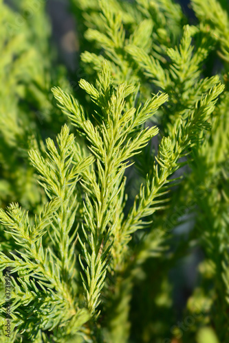 Japanese cedar Little Champion