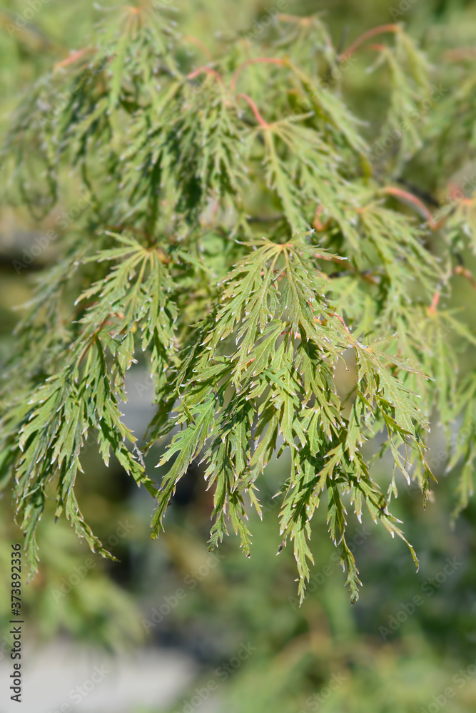 Dissectum Viridis Japanese Maple Dissectum Viridis Japanese Maple