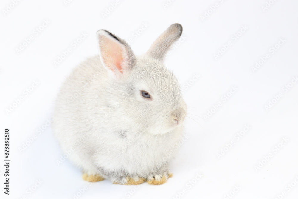 Close up Little Grey Bunny Rabbit on White background
