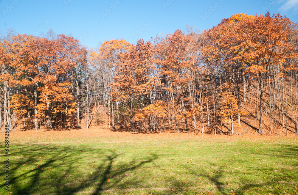 autumn landscape with trees