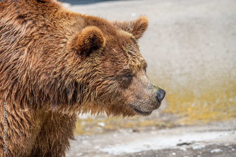 Eurasian brown bear (Ursus arctos) also known as the European brown bear. Eurasian brown bear (Ursus arctos) also known as the European brown bear.