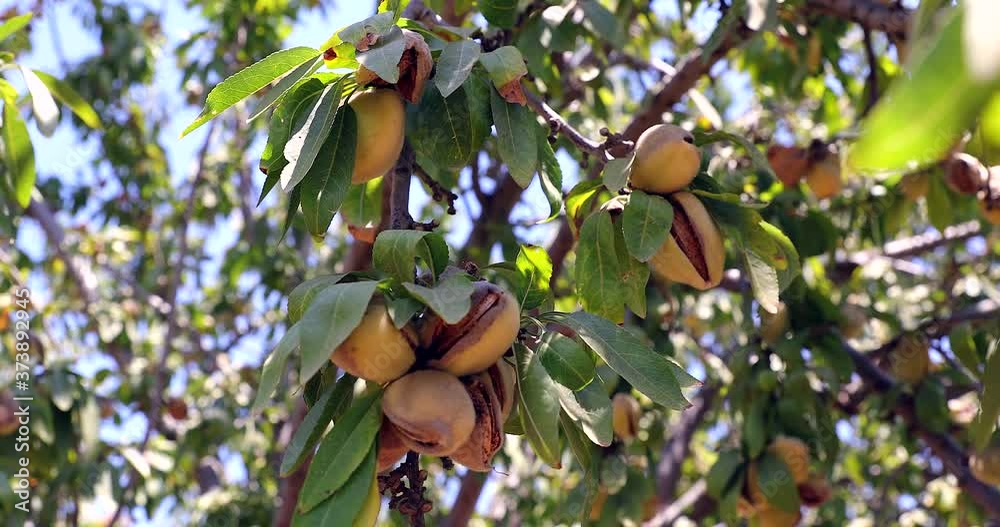 Almonds nuts. Green Almonds on the tree ready for harvest.