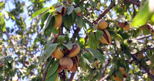 Almonds nuts. Green Almonds on the tree ready for harvest.