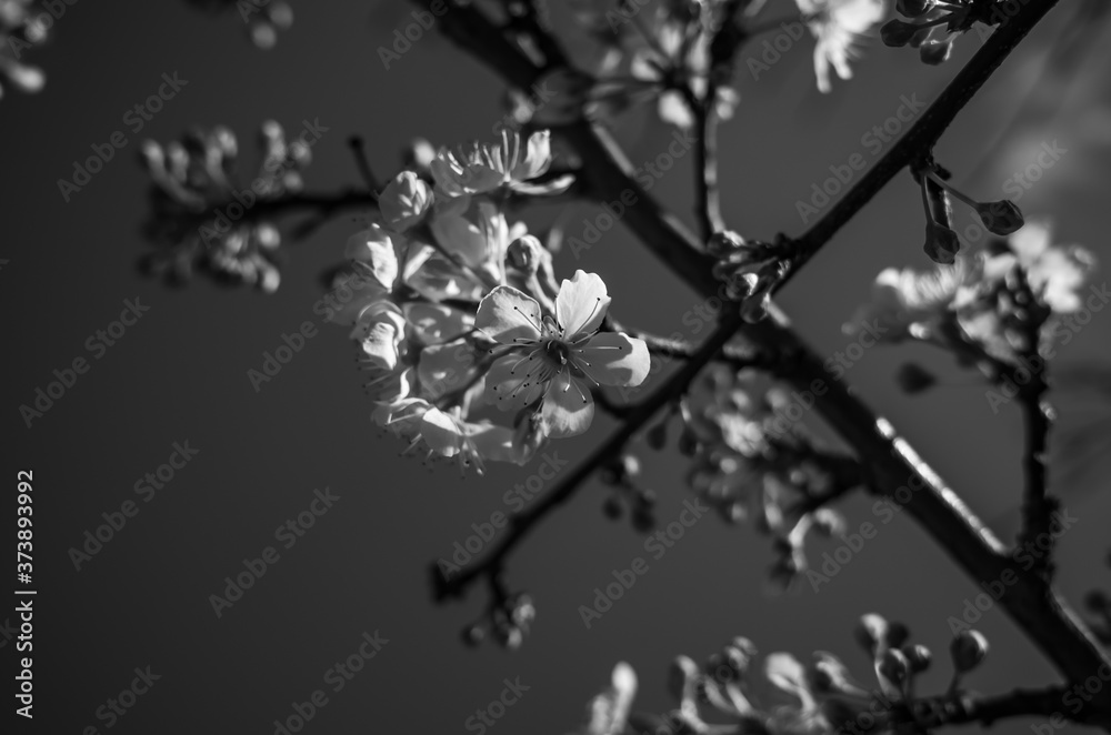 Fototapeta premium branch of cherry blossom