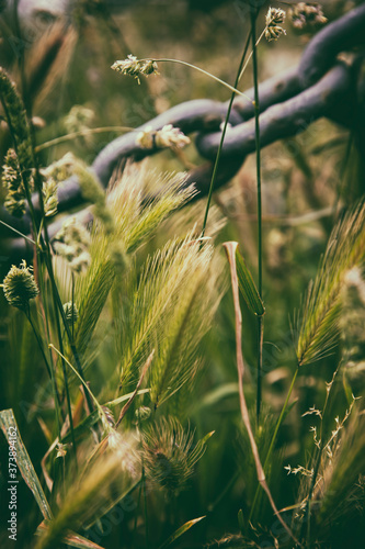 libertad