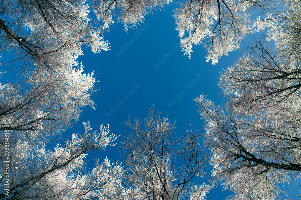 frozen trees in forest against clear blue sky in winter
