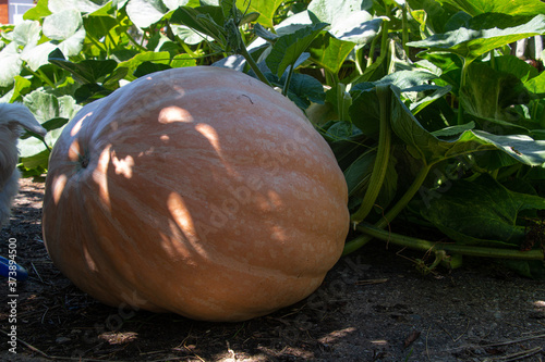 Calabaza gigante photo