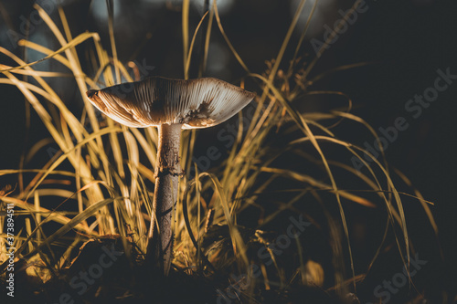 Pilz im Wald zur Pilzbestimmung