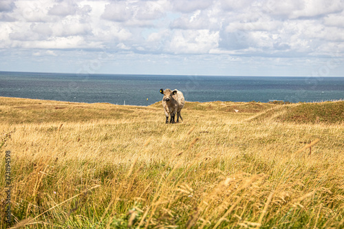 Kuh vor der Nordsee in Helgoland