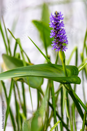 Arrowhead Flower