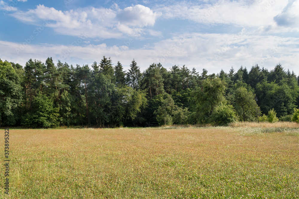 summer landscape meadow and forest border