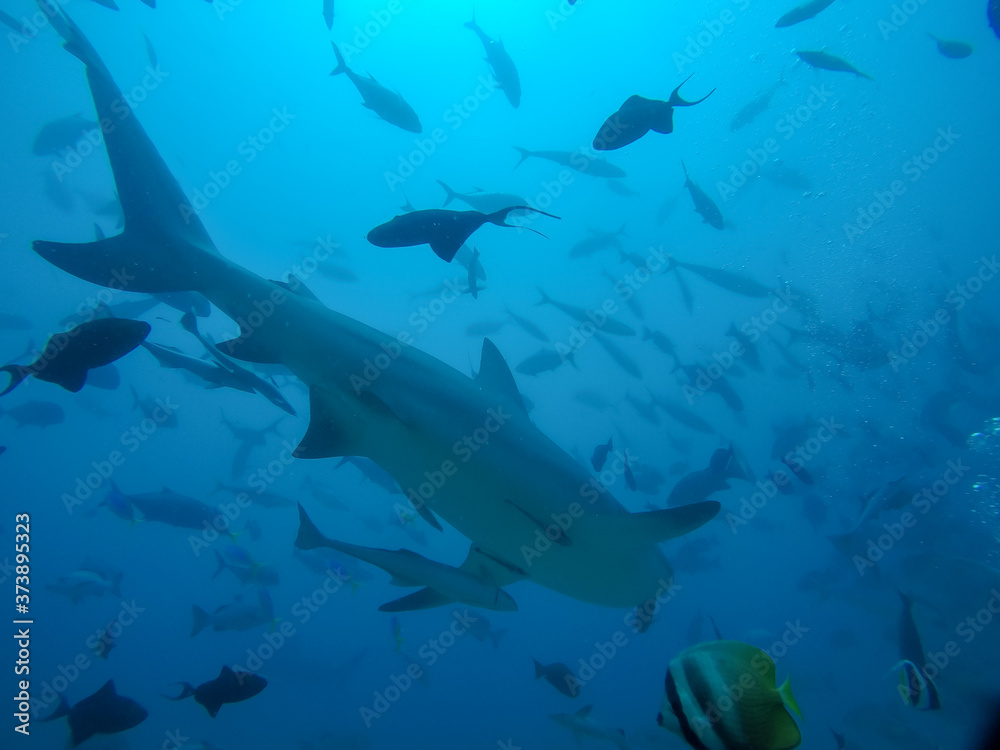 large shark swimming away in school of fish large shark swimming away in school of fish