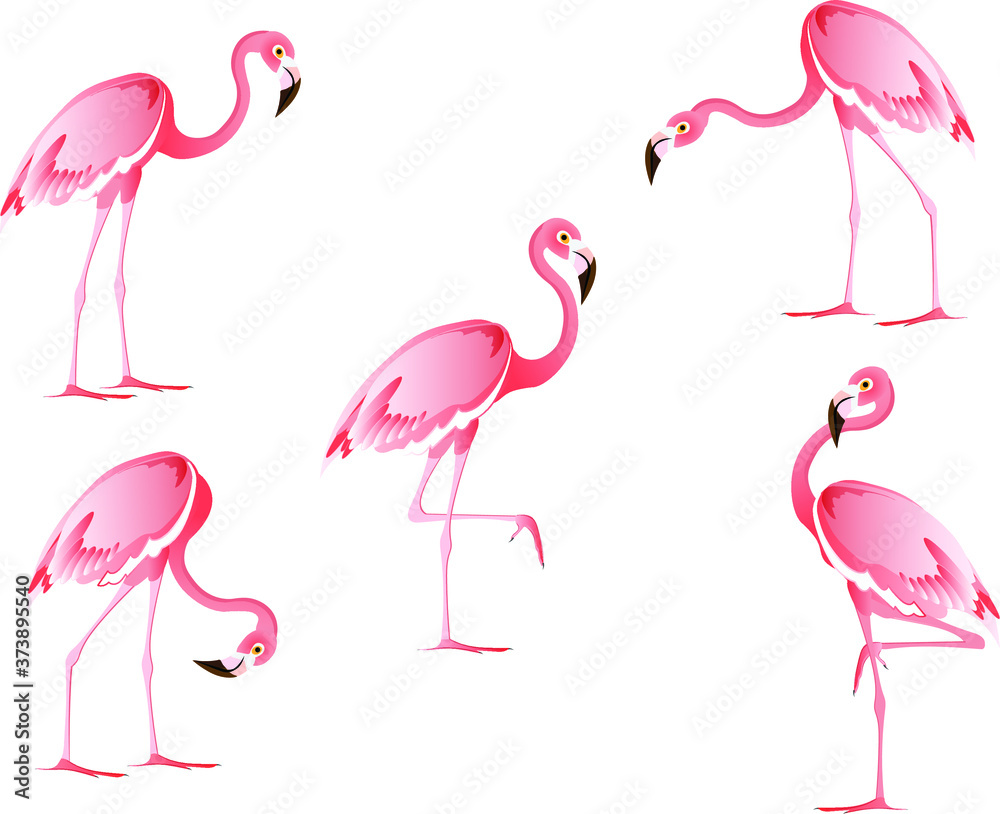 Fototapeta premium Set of flamingo birds in different poses. Vector cartoon clip art isolated on white background.