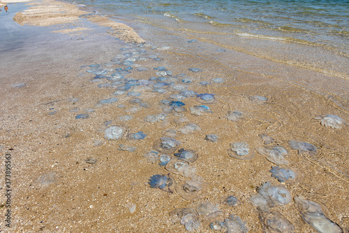 many cornerot jellyfish lie on the seashore after a storm. Bathing hazards photo