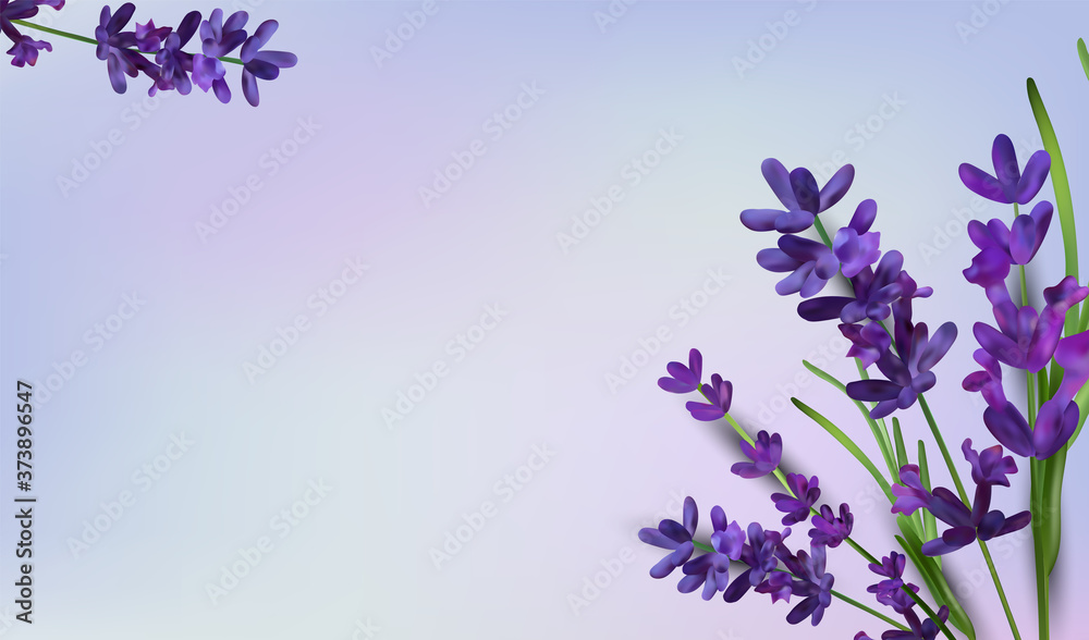 Background of violet bouquets lavender on a purple background. Banner with lavender  flowers for perfumery, health products, wedding invitation. Vector  illustrations Stock Vector | Adobe Stock