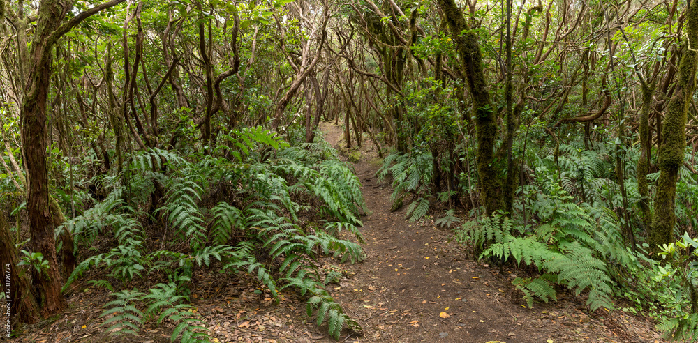 Idyllischer Pfad durch den Lorbeerwald im Anaga Gebirge auf Teneriffa, Kanarische Inseln, Spanien Idyllischer Pfad durch den Lorbeerwald im Anaga Gebirge auf Teneriffa, Kanarische Inseln, Spanien