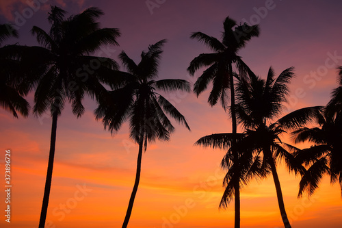 palm trees at sunset in Fiji