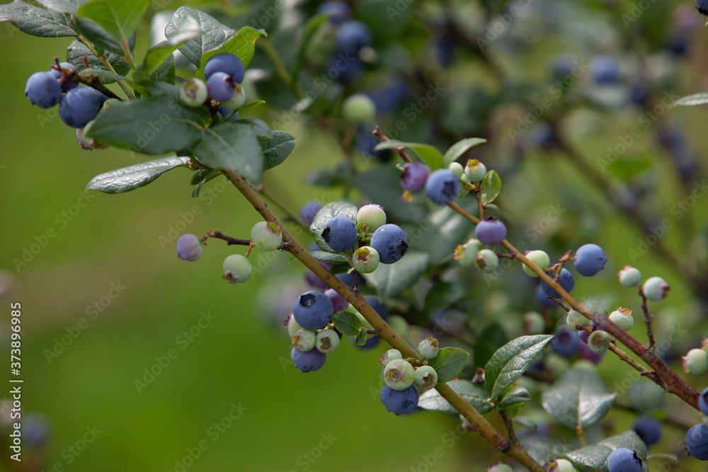 Blueberry bush covered with berries close up Blueberry bush covered with berries close up