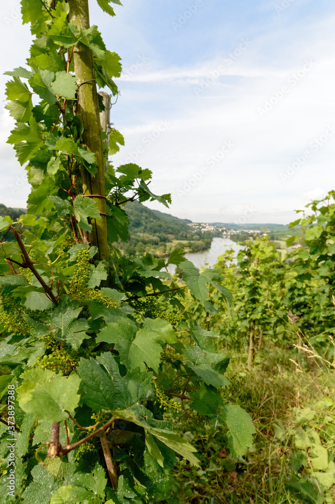 Beatiful view on the river mosel in Germany Rhineland-Palatinate