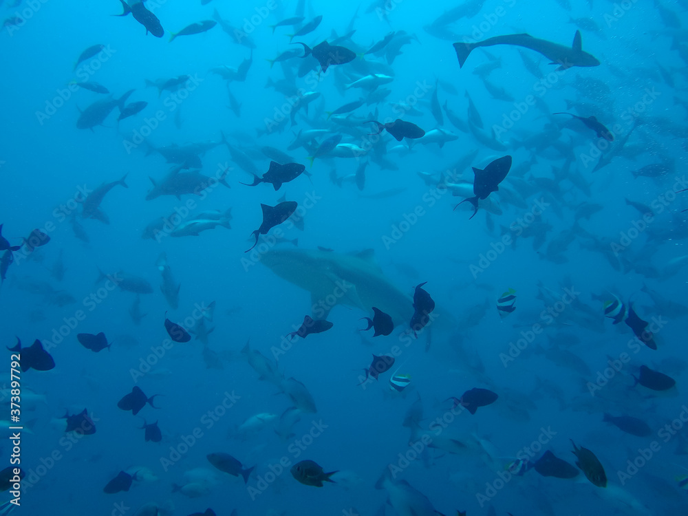 single shark swim through shoal of fishes single shark swim through shoal of fishes