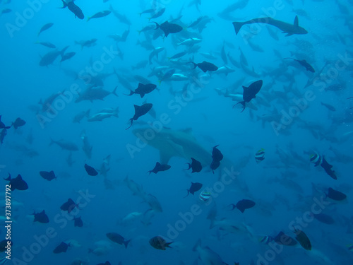 single shark swim through shoal of fishes