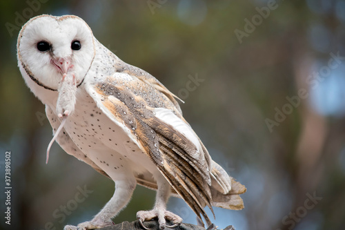 Schilderij op canvas the barn owl is eating a rat