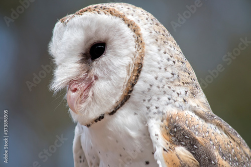 the barn owl is a white owl with brown spots and a pink beak