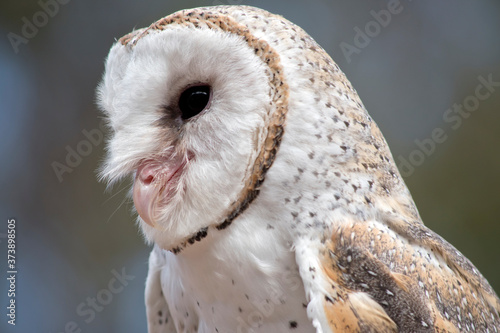 Schilderij op canvas the barn owl is a white owl with brown spots and a pink beak