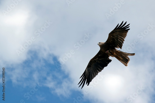 the black kite is soaring through the sky