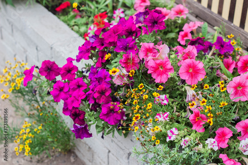 pink petunias and other flowers are blooming in the flower bed