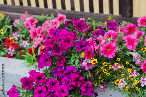 Fototapeta Naklejka Na Ścianę i Meble -  pink petunias and other flowers are blooming in the flower bed